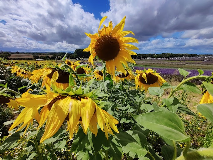 Lavender field sunflowers