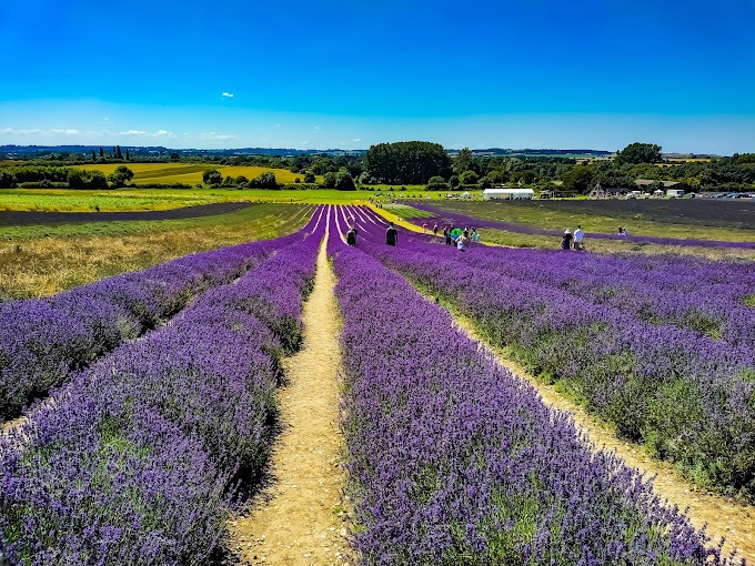 Lavender and sunflowers field hitchin