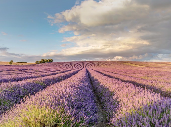 Shall I visit Lavender and sunflowers field hitchin