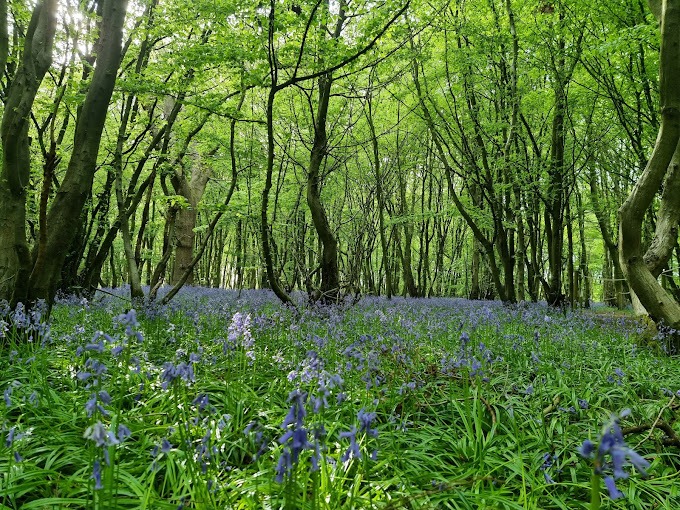 heartwood forest