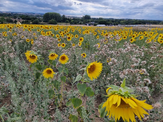 sunflowers field hitchin