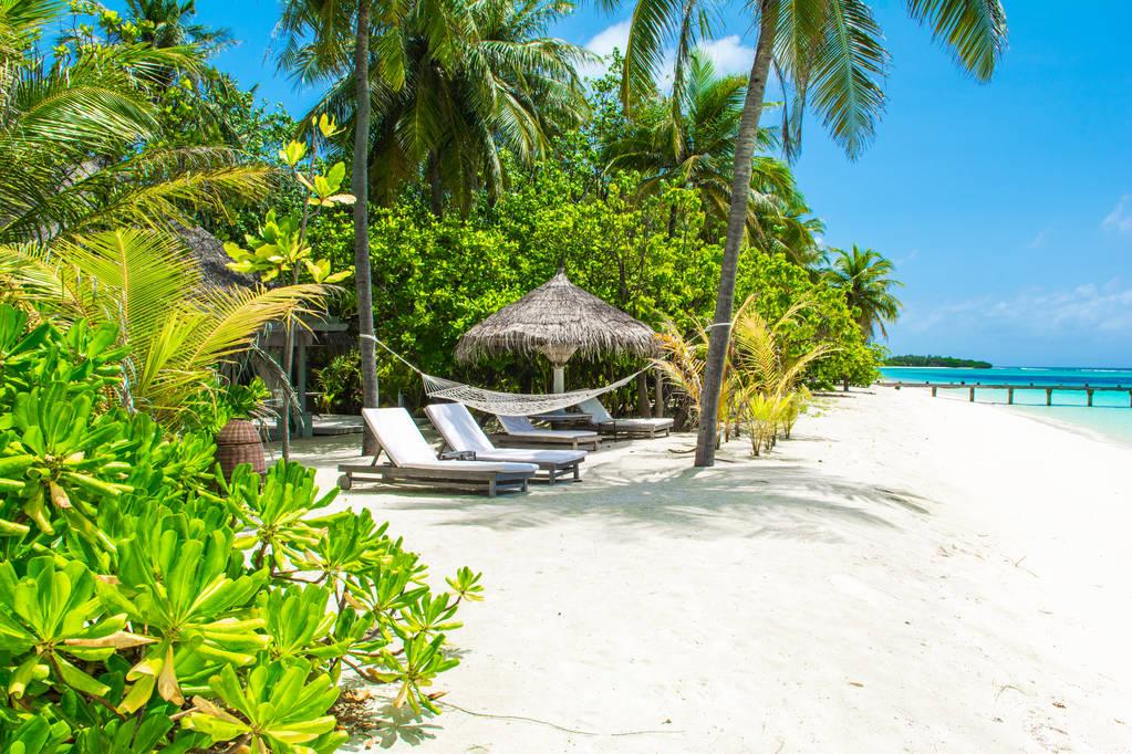 Sandy beach sunbeds surrounded by trees