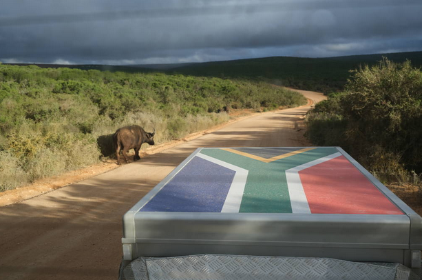 Buffalo walking along the road in Addo Elephant park. 