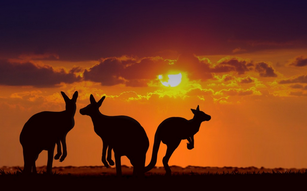 Silhouette of three kangaroos under sunset